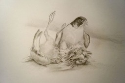 pencil sketch